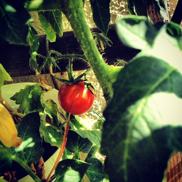 Välkommen hem sa tomaten