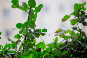 Mynta och citronmeliss