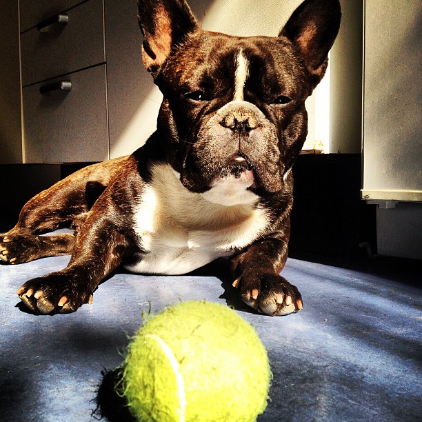 Sunlight and ball, two of favourite things.