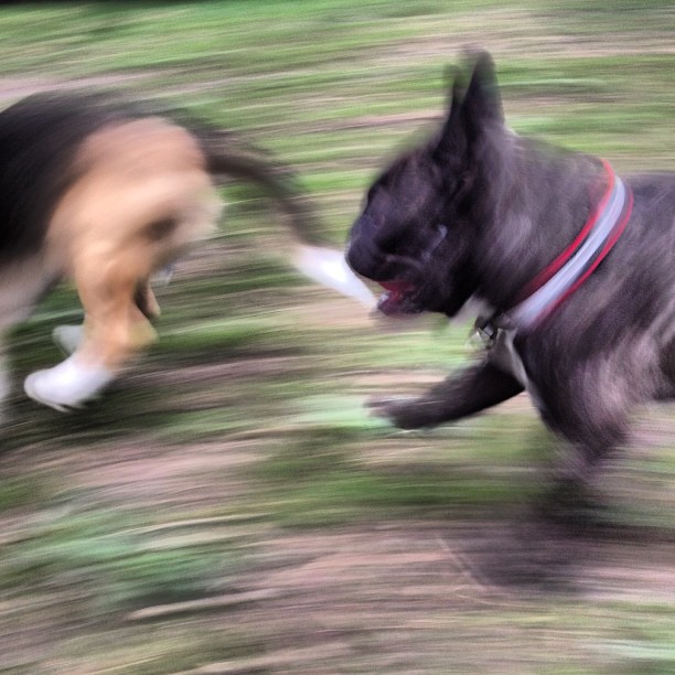 Speed and Rocky playing