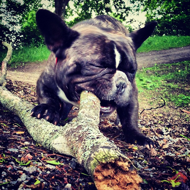 Chewing big branch!