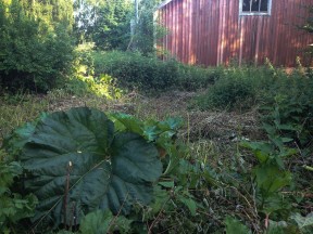 Rabarberplanta ett och den andra i solstrimman bakom.