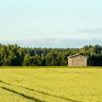 Fåglar har kvällsmöte på ladutaket