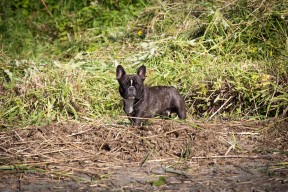 Snygg Hund