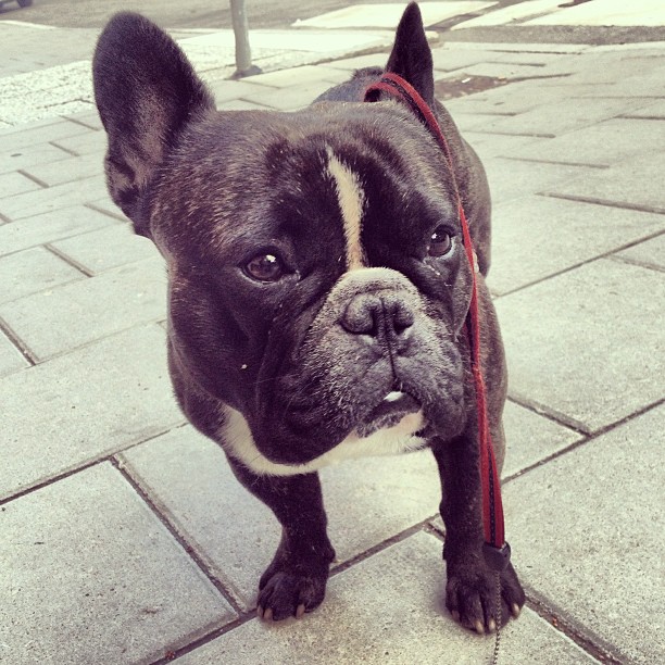 Fashion dog wearing his leash in an innovative way.