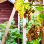 Humlen på byggställningen