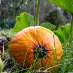 Pumpa