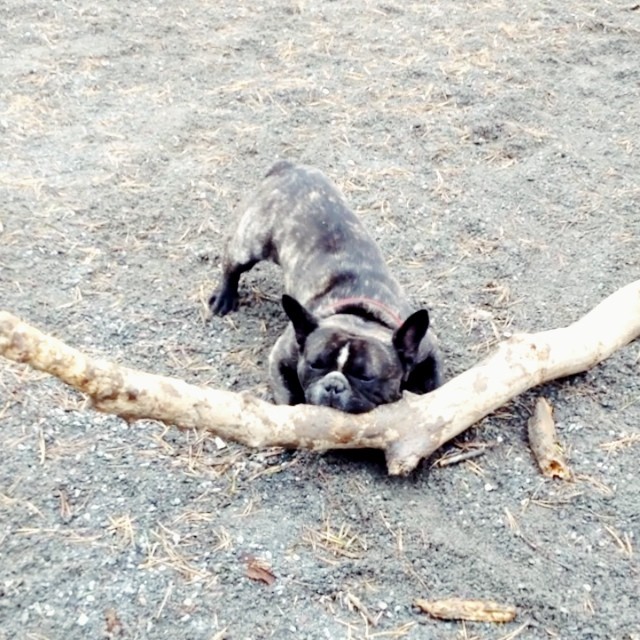 Playing the log.
