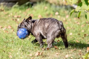 En rolig födelsedagsboll som höll i 30 minuter.
