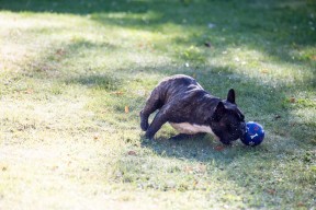 Valter och bollen.