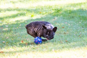 Valter och bollen.