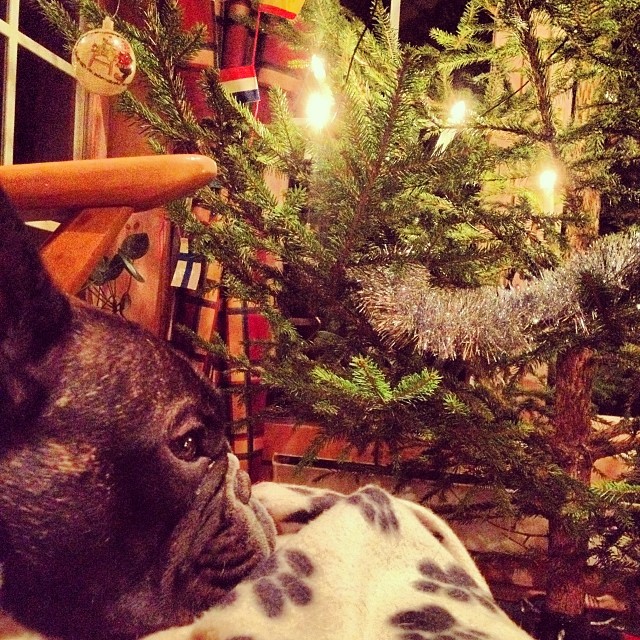 adoring the tree from his chair.