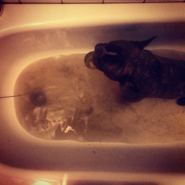 Evening bath with dirty ball