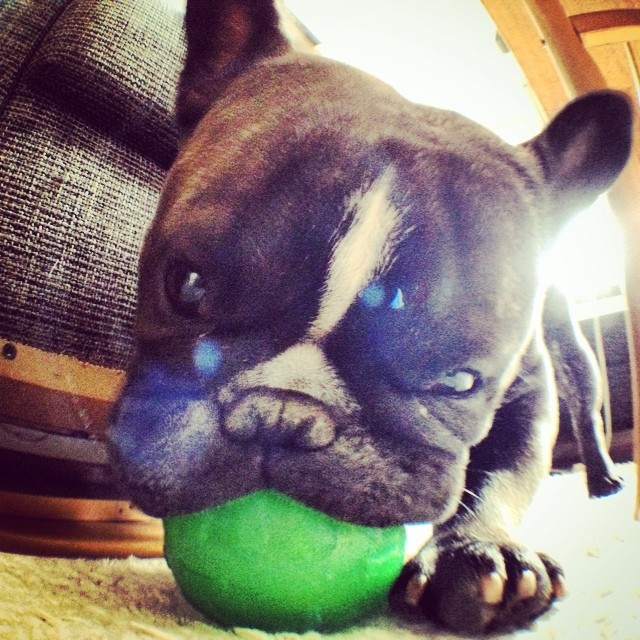 "The ball is mine!" –