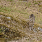 Katt i trädgården