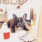 Skrivbordshunden Valter