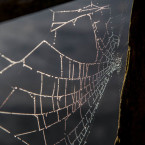 Regnbåge i spindelnät