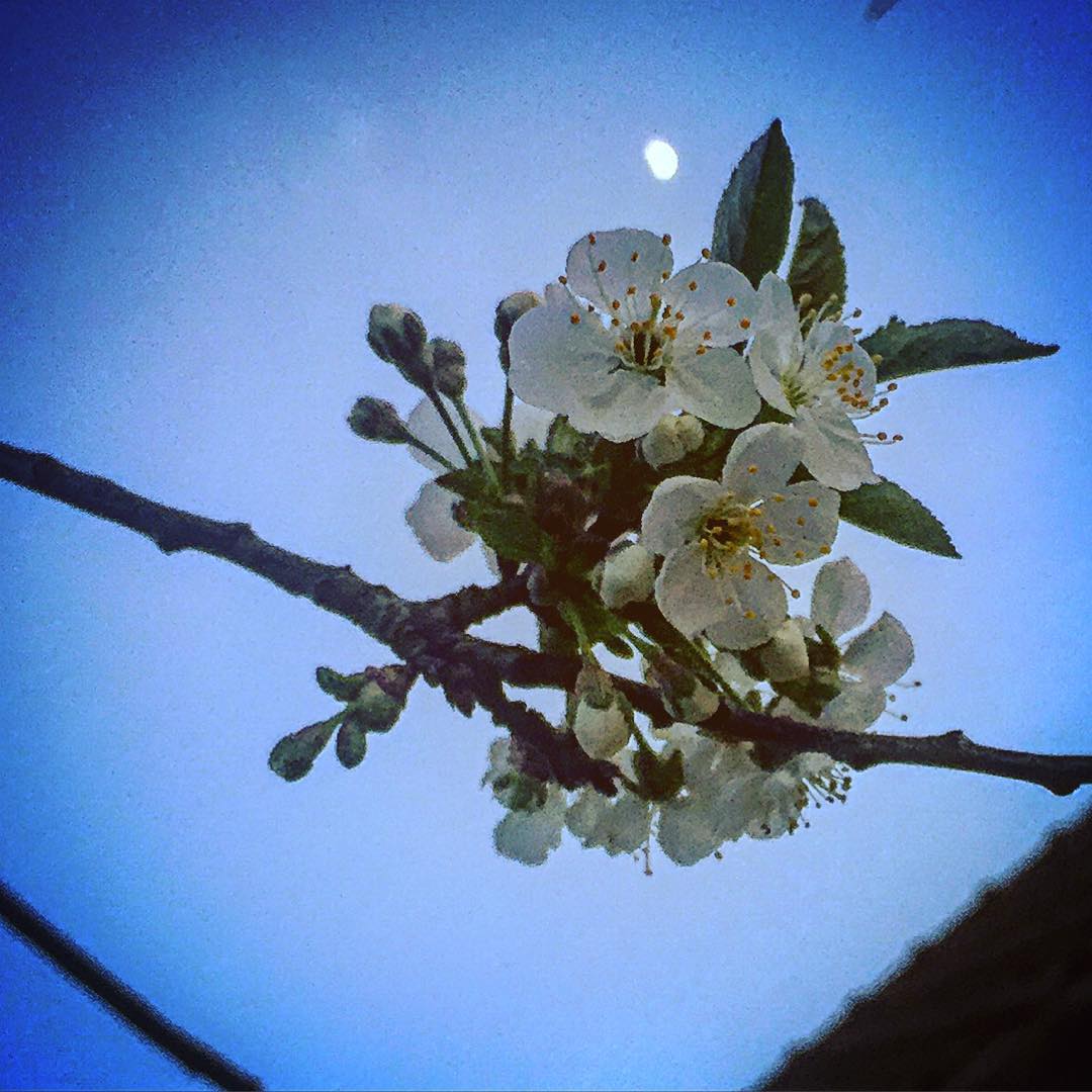 Cherry bloom and moon.