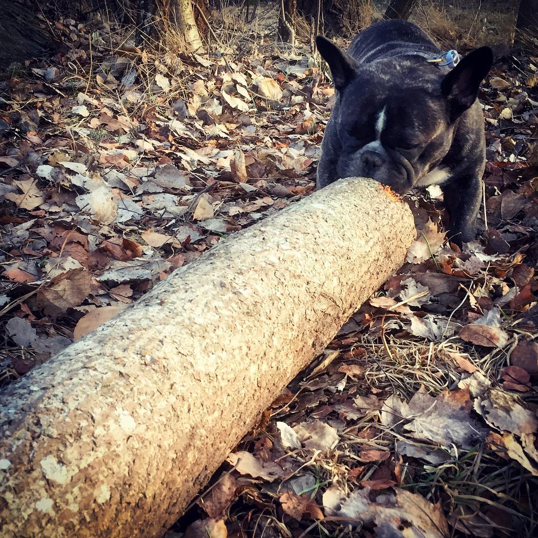 This is a fine log I tell you.