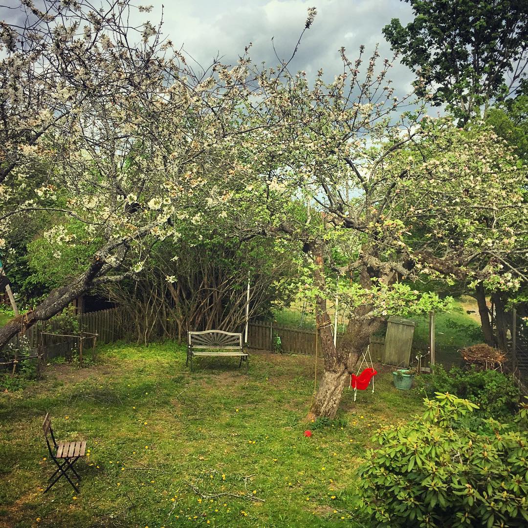Körsbärsträd och äppelträd i full blom.