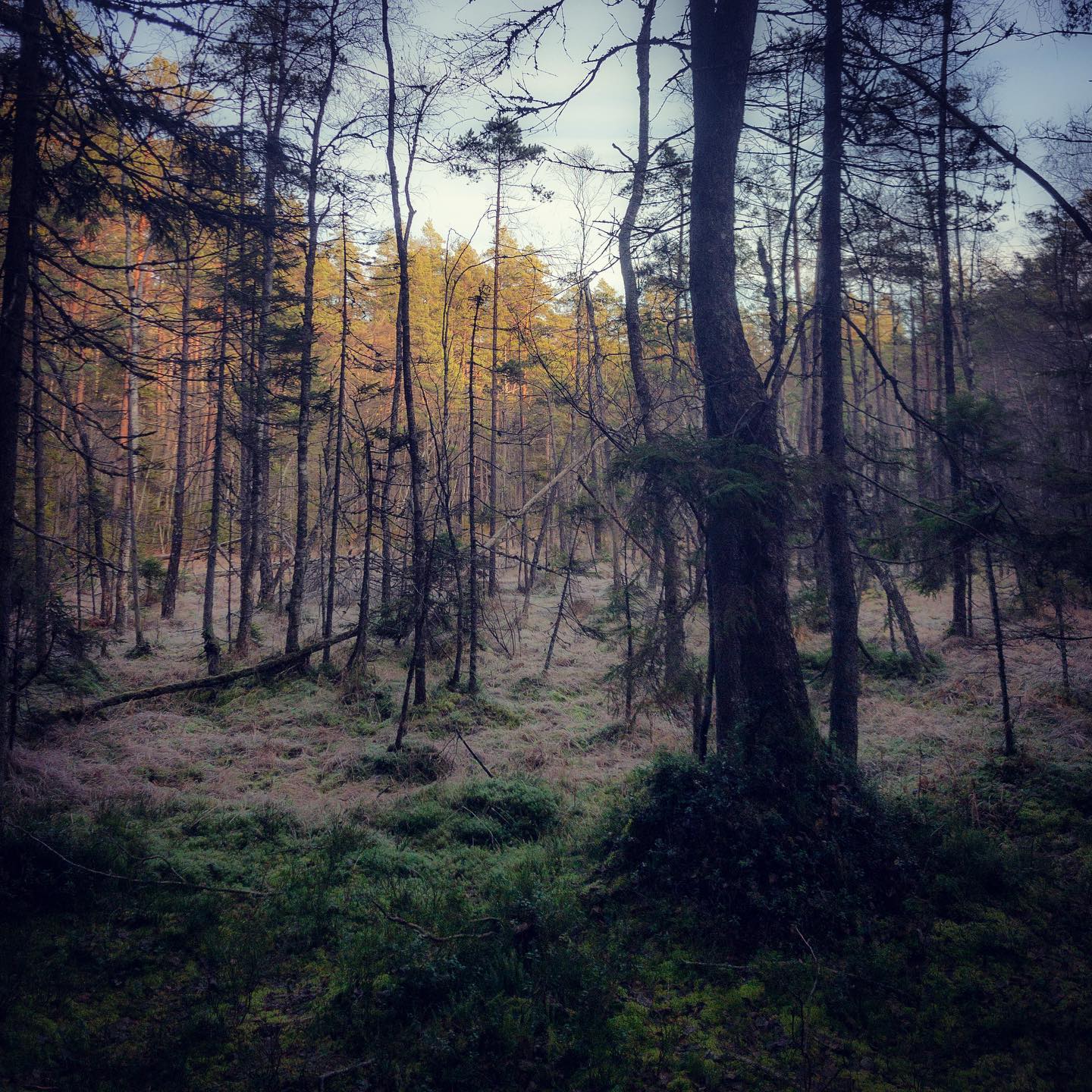 Skogen.