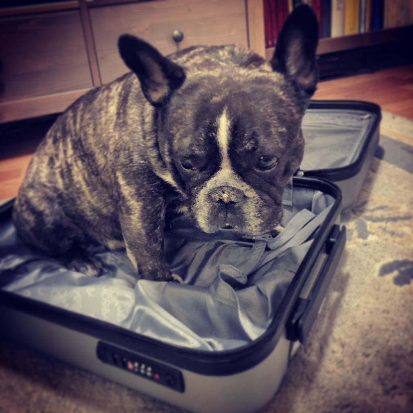är ”packad”