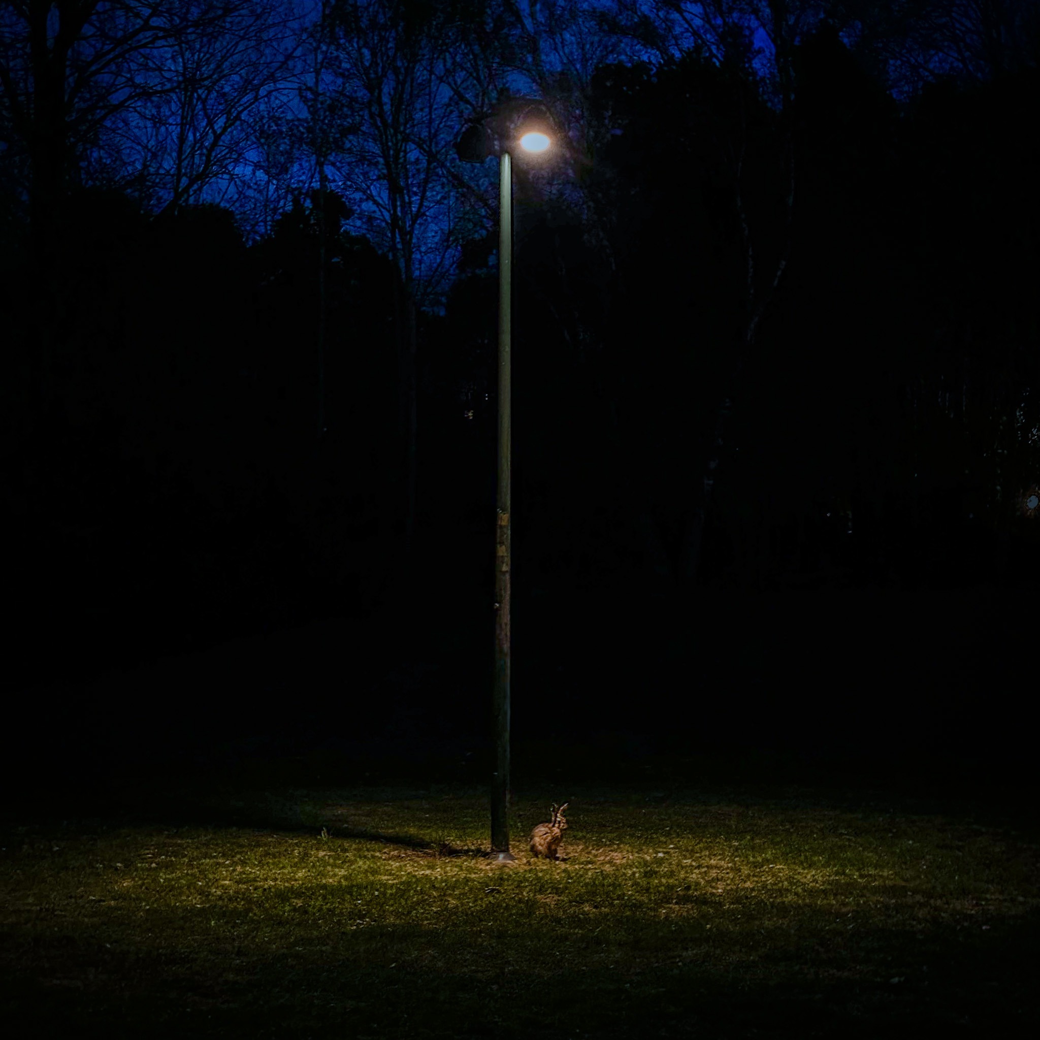 Hare